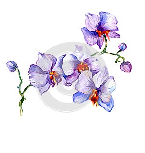 The new view of orchid watercolor hand drawn for postcard