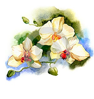 The new view of orchid watercolor hand drawn for postcard