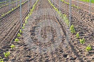 New vineyard with young plants of grapevine