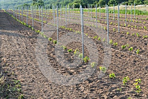 New vineyard with young plants of grapevine