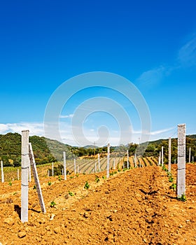 New vineyard with young shoots in spring. Agriculture