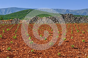 New vineyards, north of Hvar island