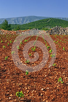 New vineyards, north of Hvar island