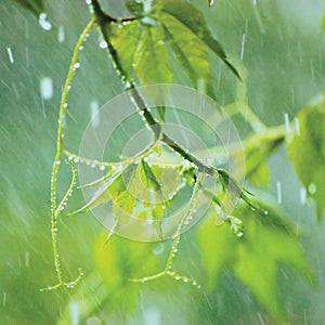 New Virginia Creeper, Early Summer Rainy Day Rainstorm Rain, Gentle Parthenocissus Quinquefolia Bokeh Macro Closeup