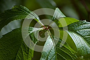 New Virginia Victoria Creeper Leaves, Early Summer Rain Raindrops, Wet Fresh Young Woodbine Leaf Rainy Day Background, Large