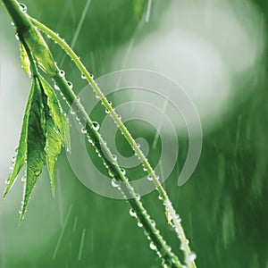 New Virginia Victoria Creeper Leaves, Early Summer Rain, Wet Fresh Leaf Rainy Day Background, Large Detailed Vertical Closeup