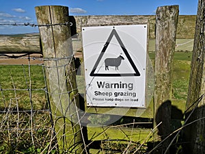 New warning sheep grazing sign. This protects grazing sheep lambs and advises dog owners in Sussex hills to put animals on leash