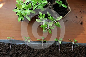 New way to germinate tomatoes. Space saving tomatoes seedlings method.