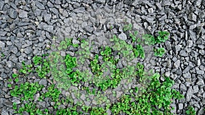 New Weed Plants Growing Ground Ivy On Rubble Surface in Springtime