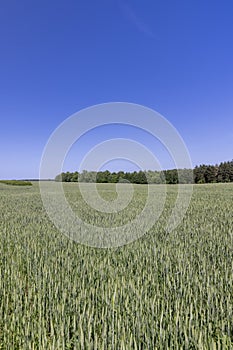a new wheat crop in a field near the forest