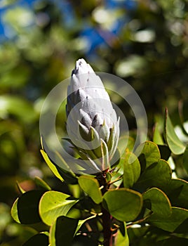 New white protea bloom on a branch