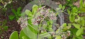 New whitered flowers of cashew plant