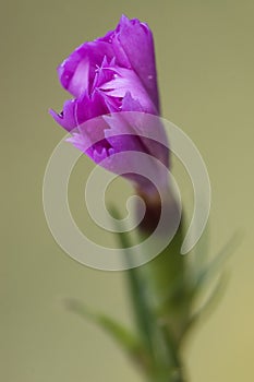 A new wild violet carnation photo