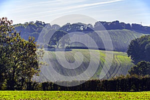 New winter crops showing in farmland near Crowhurst, East Sussex, England