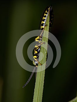 New World Banded Thynnid Wasp