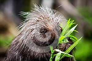 New World Porcupine Eating