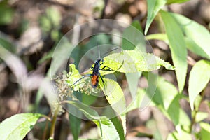 A New World Tarantula-hawk, in the genus Pepsis, a wasp, on top of a green leaf in Mexico