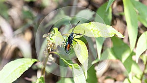 A New World Tarantula-hawk, in the Pepsis, a wasp, on top of a vibrant green leaf in Mexico