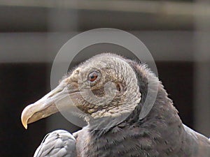 New world vulture
