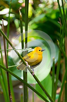 The New World warblers or wood-warblers are a group of small, of
