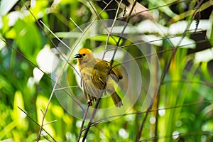 The New World warblers or wood-warblers are a group of small, of