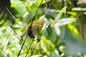 The New World warblers or wood-warblers are a group of small, of