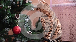 New year, bengal cat sits at Christmas tree and waching, festive horizontal 4k footage