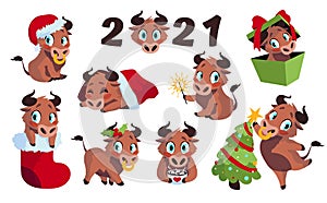 New year bull. Cartoon funny ox. Happy cow and New Year decorative elements. Domestic animal with red Christmas sock or