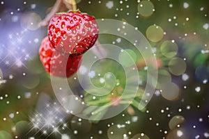 New Year card. Strawberries hanging on a spruce branch.