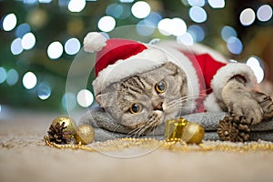 New Year, Christmas cat in Santa hat and costume on the background of a Christmas tree and lights