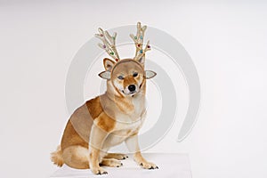 New year and christmas concept with cute dog in ridiculous pose wearing deer