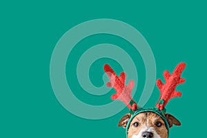 New year and Christmas concept with Dog wearing reindeer antlers headband against solid green background