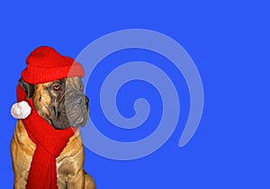 New year, Christmas, Dog Santa Claus in the year of the Dog on the blue background, isolated. Closeup portrait of South African B