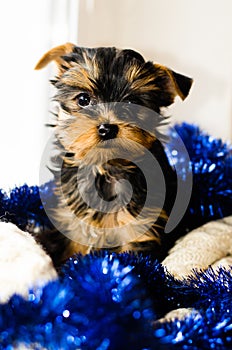 New Year , Christmas gist. Yorkshire Terrier puppy sitting, 2 months old