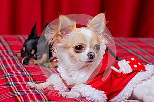 New Year, Christmas, pets. Two mini chihuahua dogs, black and white, lie on a sofa on a red blanket