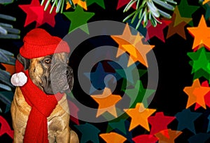 New year, Christmas, Santa Claus in the year of the Dog on the background of the Stars. Closeup portrait of South African Boerboe