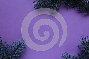 New year Christmas winter background with pine branches spruce tree on purple background with copy space