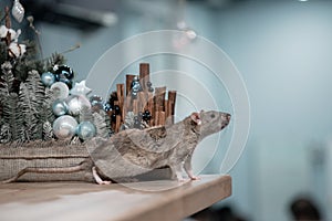 New Year concept. Cute brown domestic rat in a New Year`s decor. The symbol of 2020 is a rat