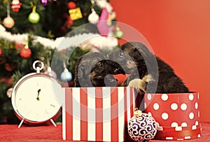 New year, cute puppy gift at clock.