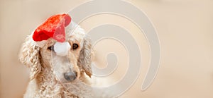 New year dog banner. A dog with a Christmas hat on his head