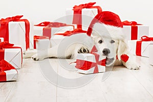 New Year Dog with Present Gift, Christmas White Retriever