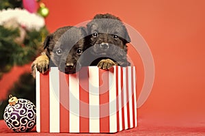 New year of dog, puppy in present christmas box