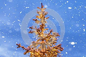 New year fir tree decorated with christmas lights, on blue night sky background