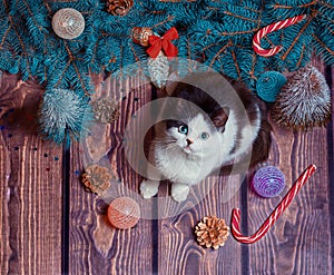 New year flat lay gray and white kitten on a wooden floor with Christmas decorations and blue fir branches