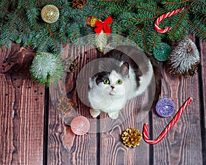 New year flat lay gray and white kitten on a wooden floor with Christmas decorations and green fir branches