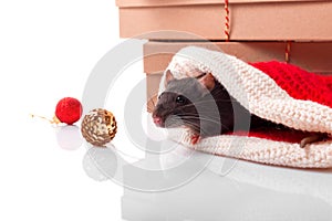 New year poster for Chinese happy year of rat 2020 with dark grey rat with new year decorations isolated with copy space