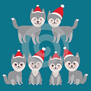 New Year's and Christmas funny gray husky dog in