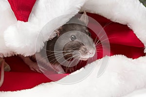 New Year`s concept. Year of the Rat 2020.Cute grey and white rat symbol of the new year 2020 sits and hides in the red hat of
