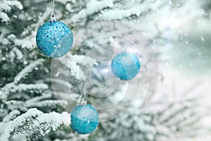 New Year`s decoration balls on a snowy branch. Christmas tree toys on the branches of spruce covered with snow. Blue shiny