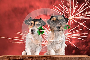 New Year`s Eve dog - fortune boats - Jack Russell Terrier